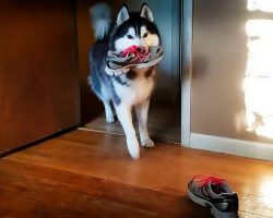 Stubborn Husky Argues About Stealing A Shoe