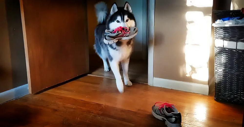 Stubborn Husky Argues About Stealing A Shoe