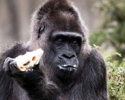 Fatou, world’s oldest living gorilla, turns 67 — happy birthday!