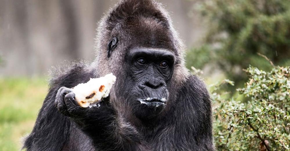 Fatou, world’s oldest living gorilla, turns 67 — happy birthday!