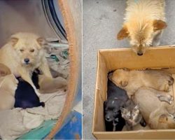 Lady Meets Dog Living In Barrel With Her Babies But They’re ‘Not All Puppies’