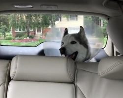 Husky howls in protest after spending all day at the vet