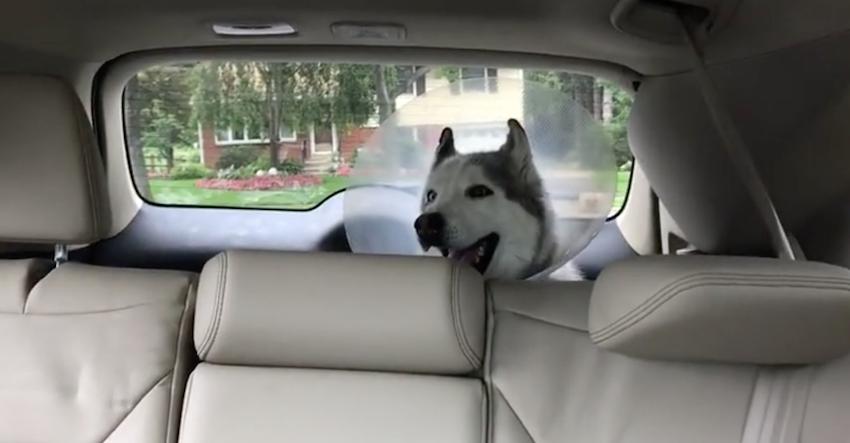 Husky howls in protest after spending all day at the vet