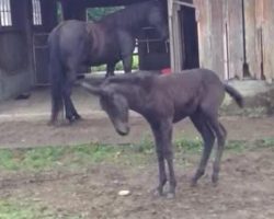 Baby Mule Has Embarrassing Moment While Showing Off And Having Fun