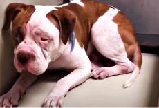 Shaking Pit Bull Wouldn’t Leave Shelter Corner, ‘Heard A Voice’ & Inched Forward