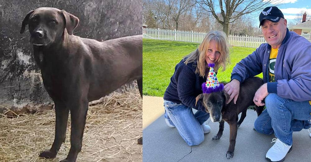 Senior dog finally finds forever home after 11 years in shelter