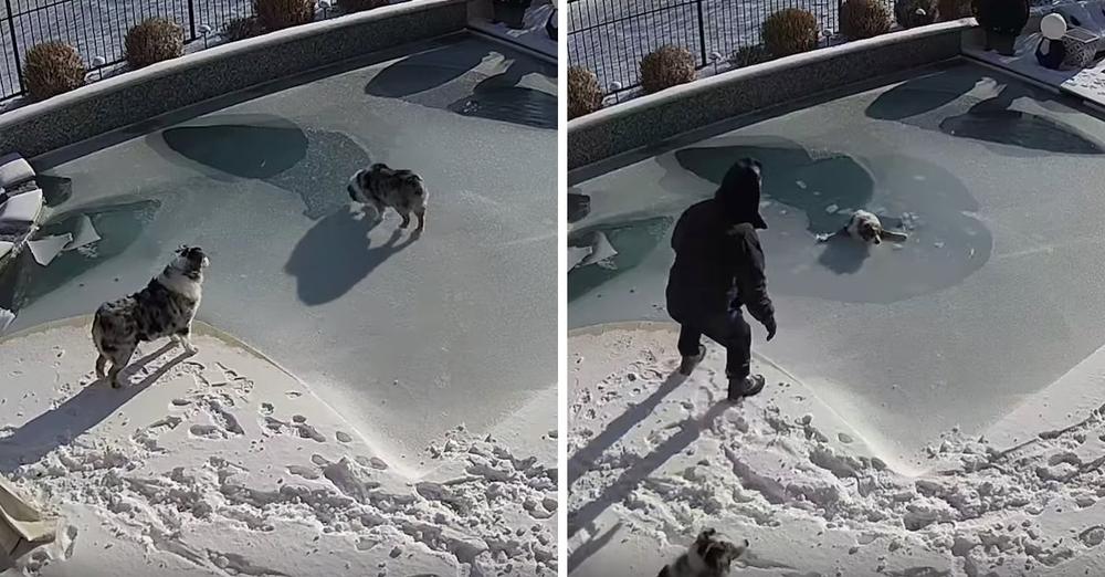 Dog Falls Through Surface Of Frozen Pool, And Dad Comes Over In A Panic