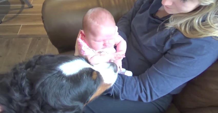 Giant Bernese Mountain Dogs welcome baby home the only way they know how