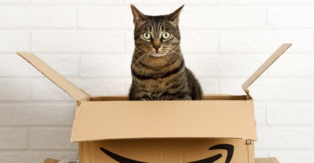 Cat sneaks into Amazon box, accidentally gets shipped 650 miles from home