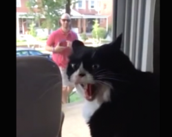 Dad brings home the new dog, and let’s just say the cat’s not too happy about it