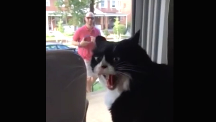 Dad brings home the new dog, and let’s just say the cat’s not too happy about it