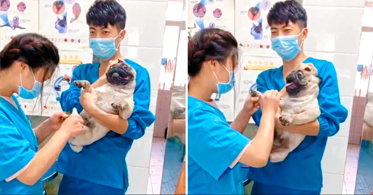 Pug Screams Like A Human During Toe Nail Clipping