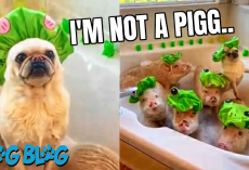 Pug Takes a Bath with Pig Friends While Wearing Frog Shower Caps