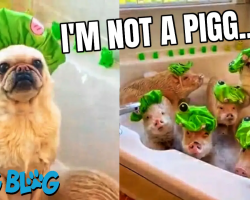 Pug Takes a Bath with Pig Friends While Wearing Frog Shower Caps