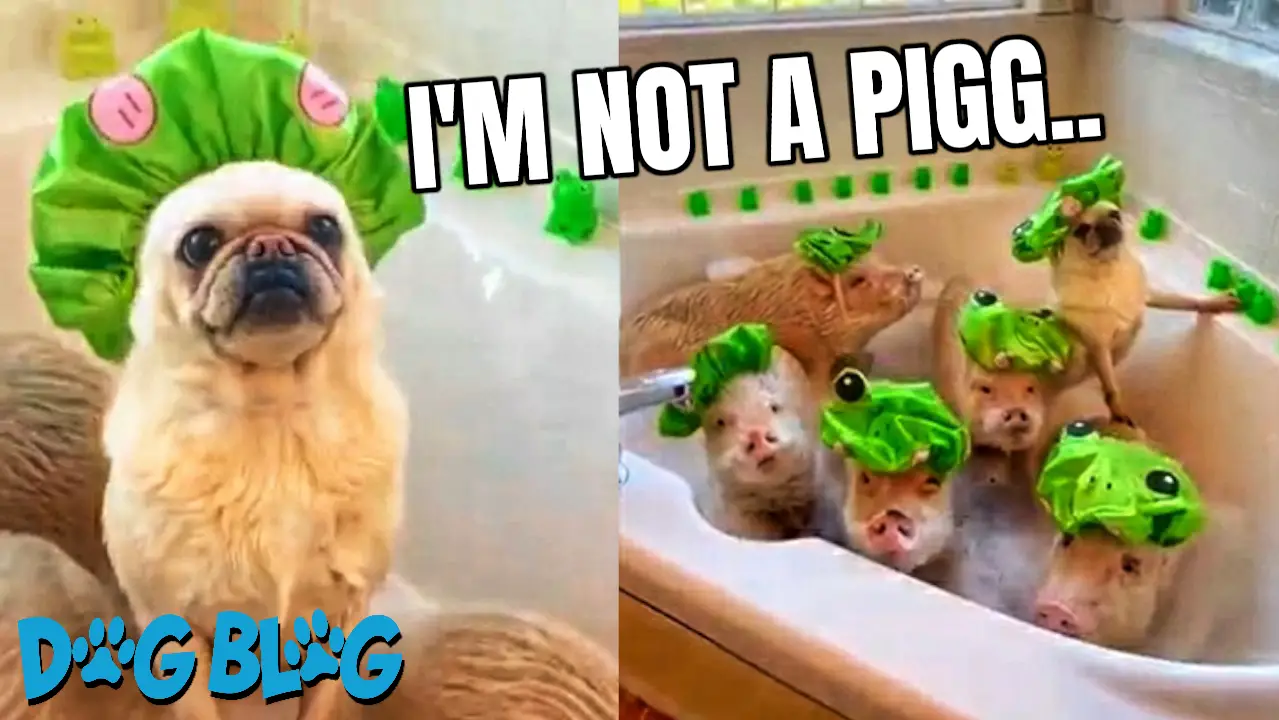 Pug Takes a Bath with Pig Friends While Wearing Frog Shower Caps