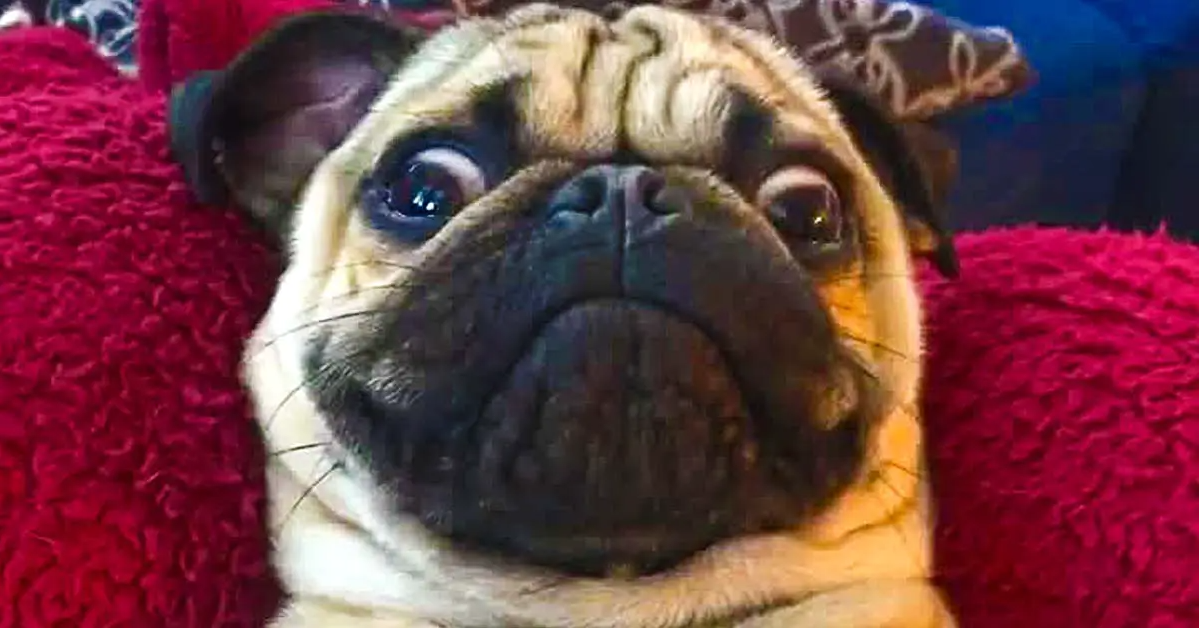 Lazy Pug Has A Hilarious Reaction When Asked If He Wants A Treat