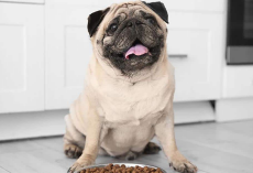 Best Dog Food For Pugs