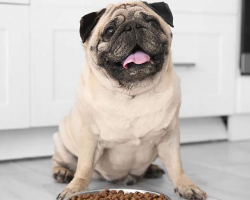 Best Dog Food For Pugs