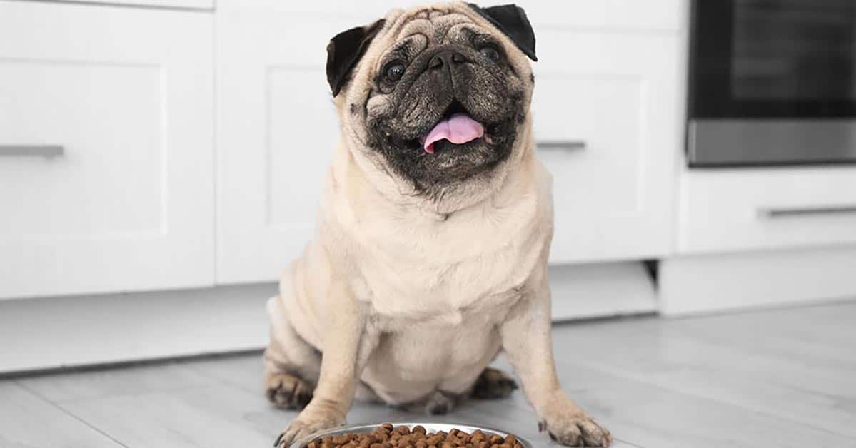 Best Dog Food For Pugs