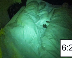 Time-Lapse Of Couple Sharing Bed With Pug