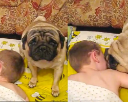 Pug Gently Wakes Up Child For School Every Morning