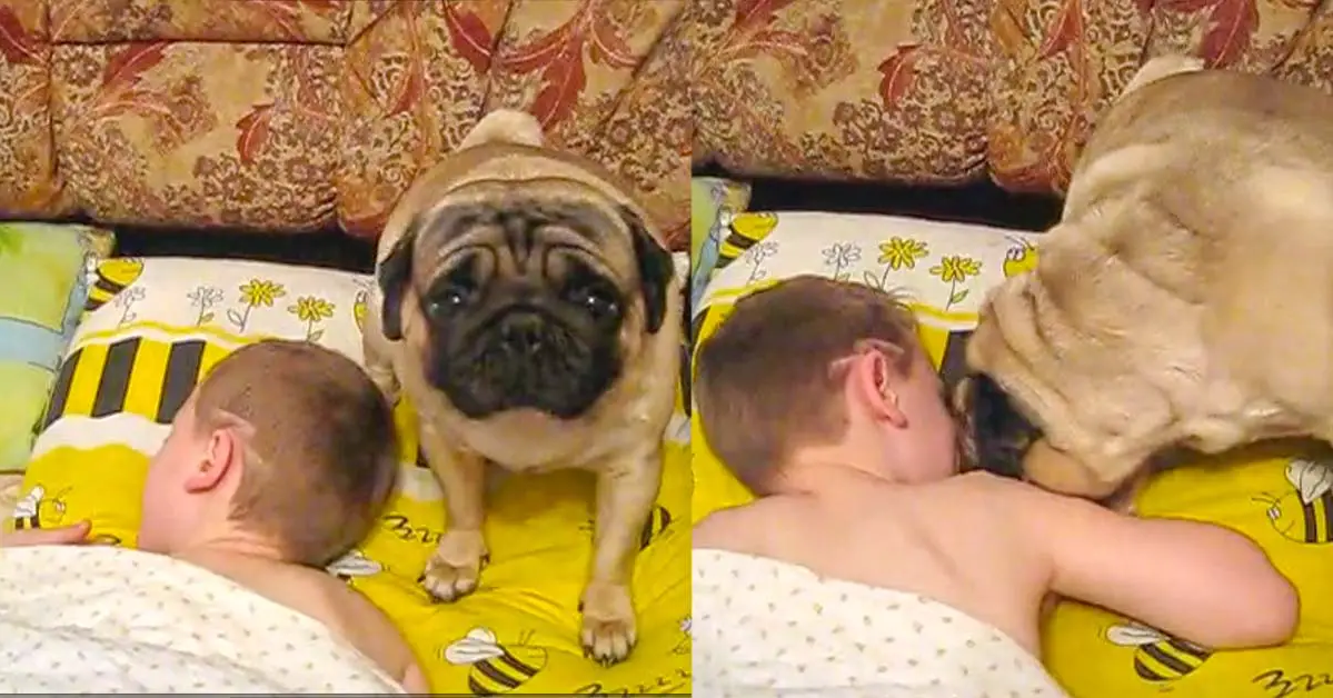 Pug Gently Wakes Up Child For School Every Morning