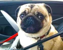 Dog Loses It After Finding Out He’s At Pet Store