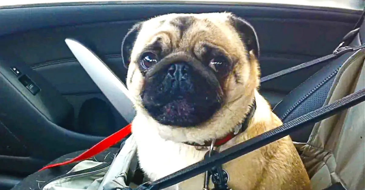 Dog Loses It After Finding Out He’s At Pet Store