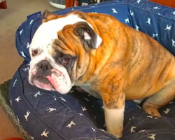 Bulldog Is Very Hangry About His New Diet