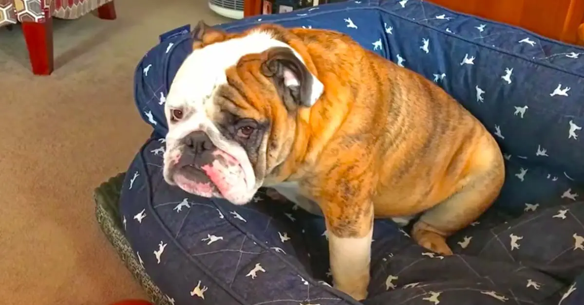Bulldog Is Very Hangry About His New Diet