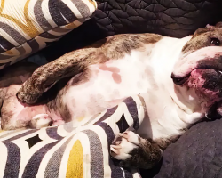 Elvis The Bulldog Is The King Of Sloth And Laziness