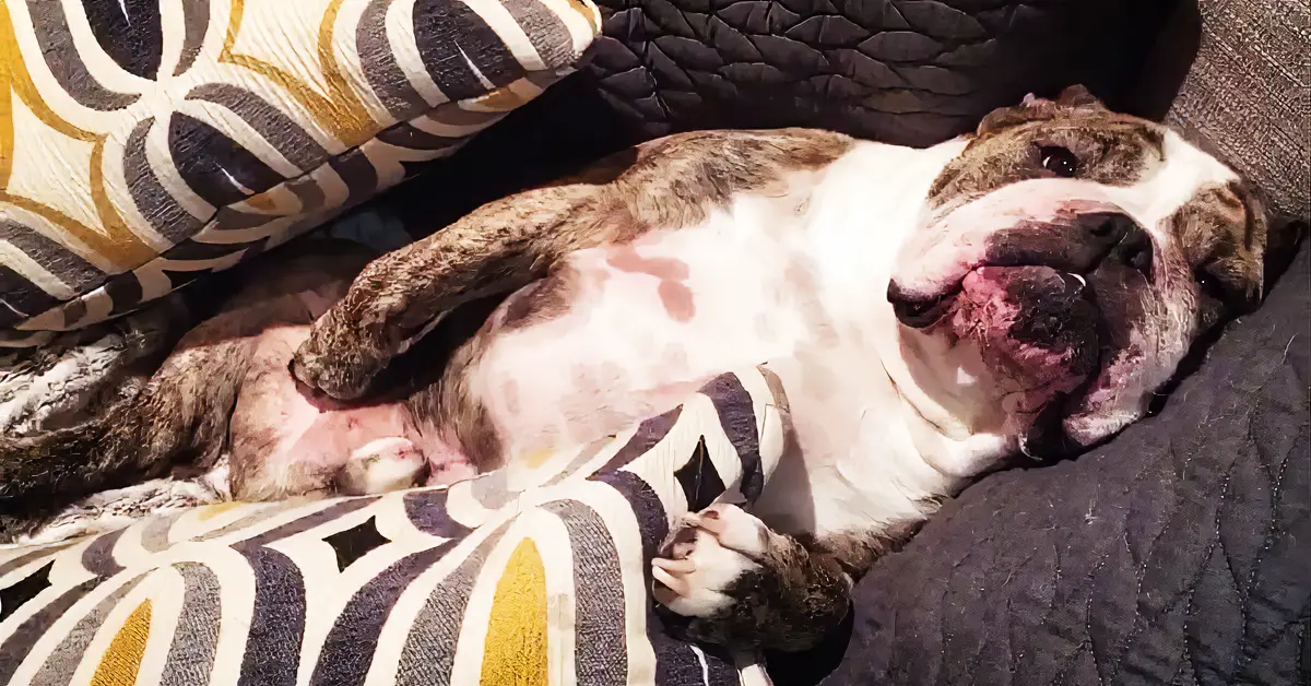 Elvis The Bulldog Is The King Of Sloth And Laziness