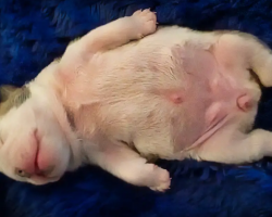 Precious Bulldog Puppy Dreaming Is Too Much Cuteness