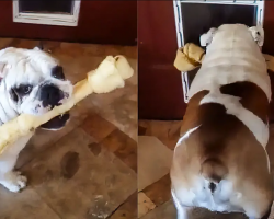 Stubborn Bulldog Attempts To Get His Giant Bone Through The Doggy Door