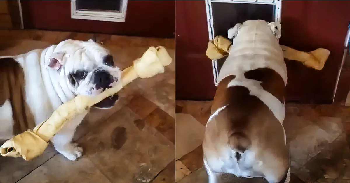 Stubborn Bulldog Attempts To Get His Giant Bone Through The Doggy Door