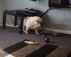 Bulldog Scratches That Itch On Table, But Knocks Everything Off