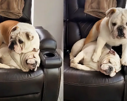 Bulldog Has Absolutely No Concept Of Personal Space
