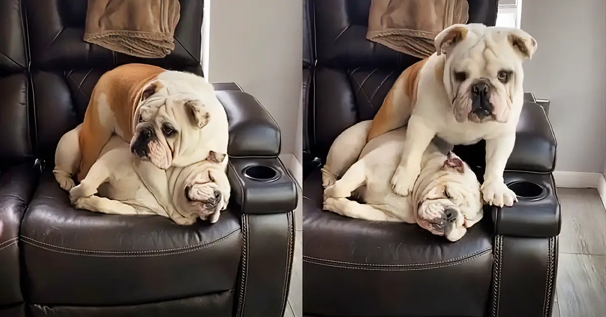 Bulldog Has Absolutely No Concept Of Personal Space