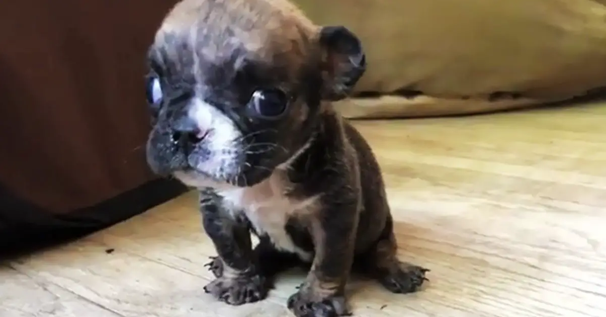 Teeny Tiny Bulldog Won’t Stop Talking