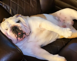 Bulldog Chills Out Hard While Watching TV