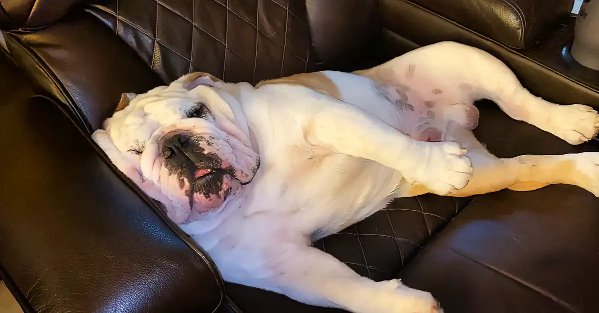 Bulldog Chills Out Hard While Watching TV