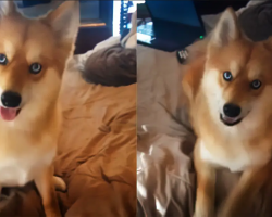 Mya Is A Beautiful Pomeranian-Husky Mix That Looks Like A Fox