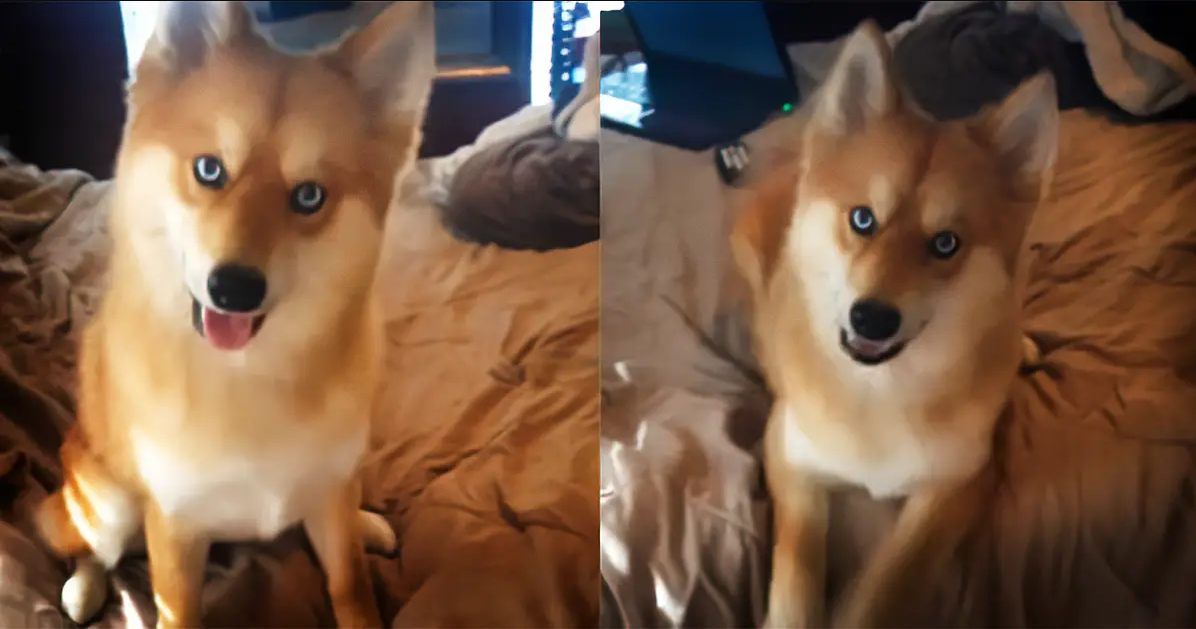 Mya Is A Beautiful Pomeranian-Husky Mix That Looks Like A Fox