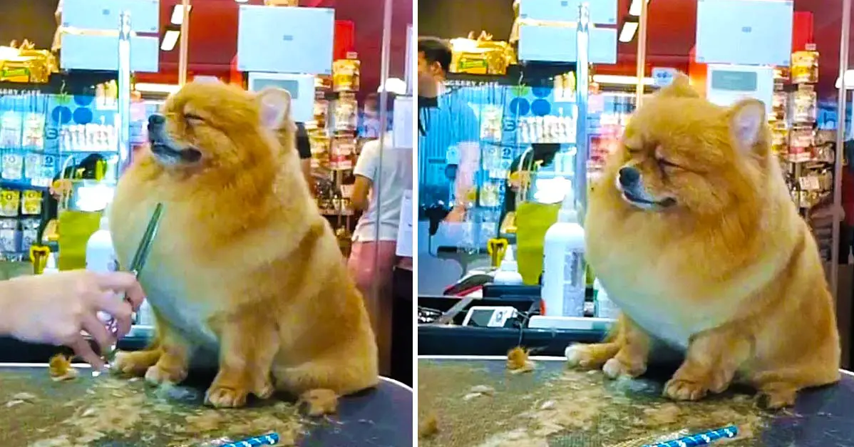 Pomeranian Puppy Falls Asleep While Getting Haircut