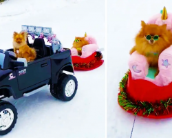 Pomeranians Know How To Go Sledding In Style