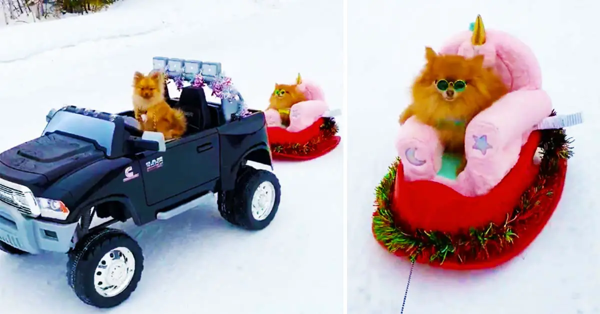 Pomeranians Know How To Go Sledding In Style