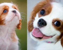 25 Cavalier King Charles Spaniel Facts You Should Know