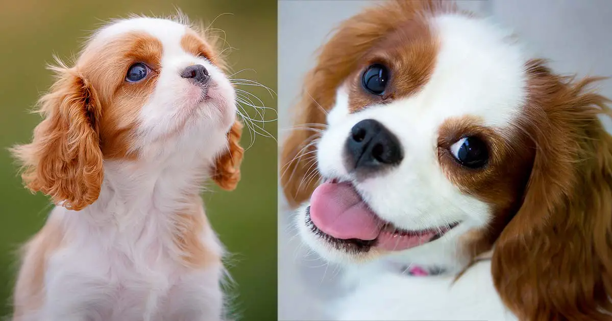 25 Cavalier King Charles Spaniel Facts You Should Know