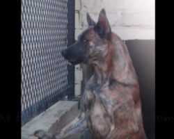 ‘Aggressive’ dog was set to be killed, but one woman begged for a chance to see him