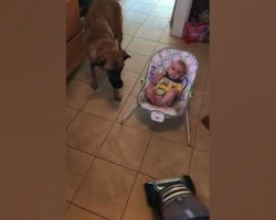 Watch this loyal dog protect baby (from a vacuum cleaner)